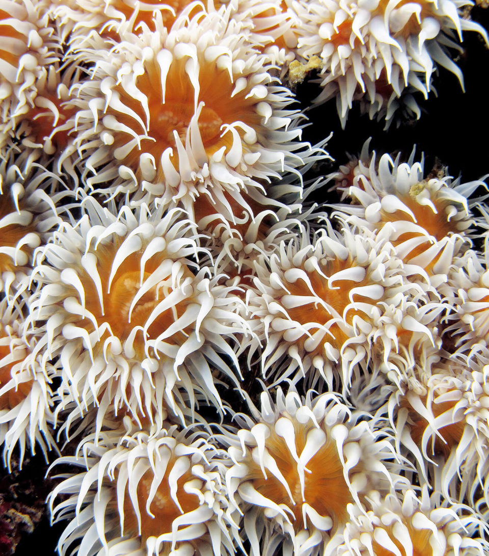 ACTYNOTHOE SPHYRODETA