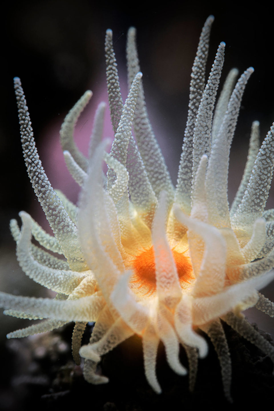ANEMONE