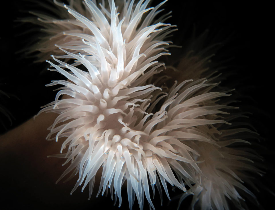 ANEMONE PLUMEUSE