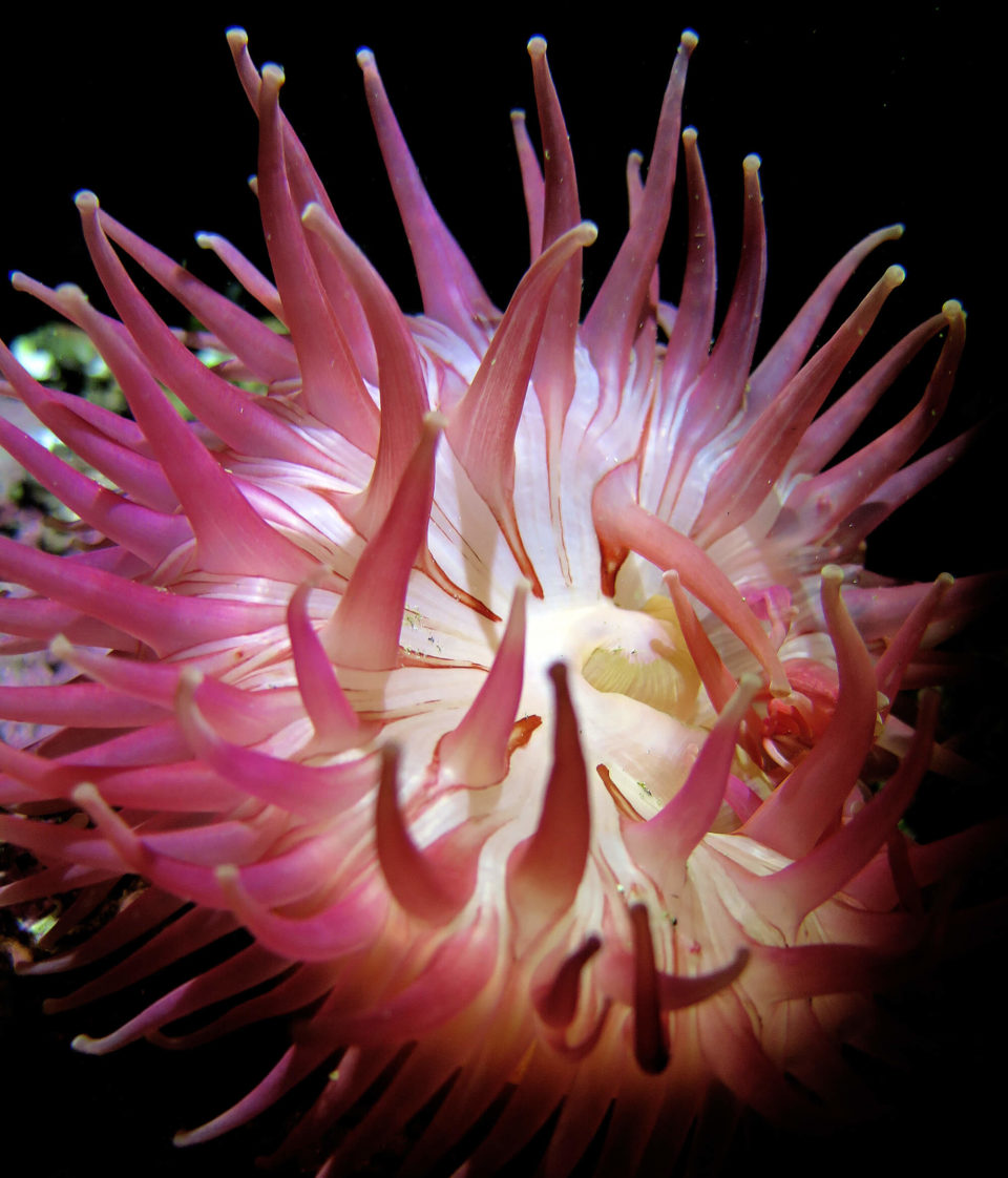ANEMONE