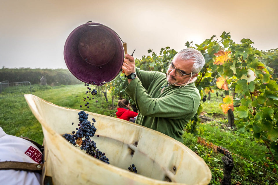 CLOS DE L ECHAUGUETTE VENDANGES 2020