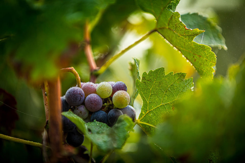 CLOS DE L ECHAUGUETTE VENDANGES 2020