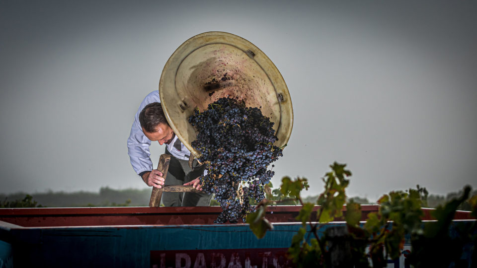 CLOS DE L ECHAUGUETTE VENDANGES 2020