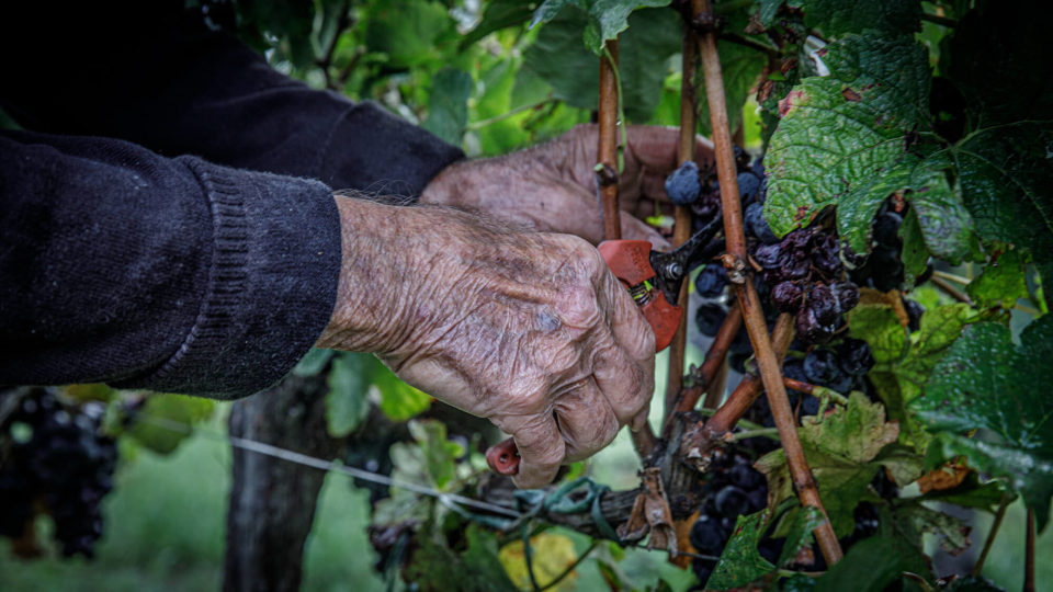 CLOS DE L ECHAUGUETTE VENDANGES 2020