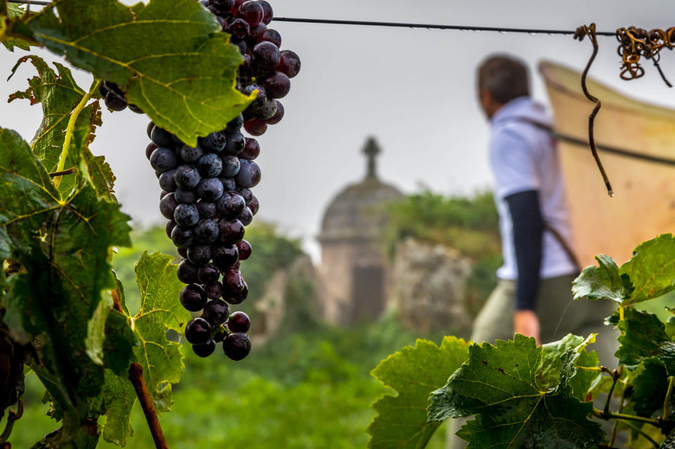 CLOS DE L ECHAUGUETTE VENDANGES 2020