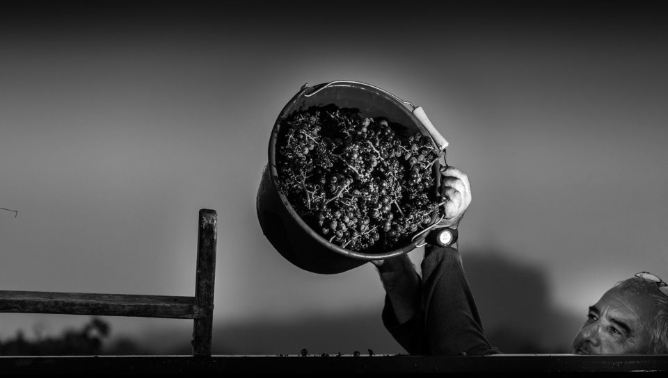 CLOS DE L ECHAUGUETTE VENDANGES 2020