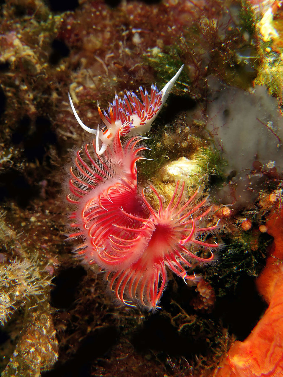 CRATENA PEREGRINA
