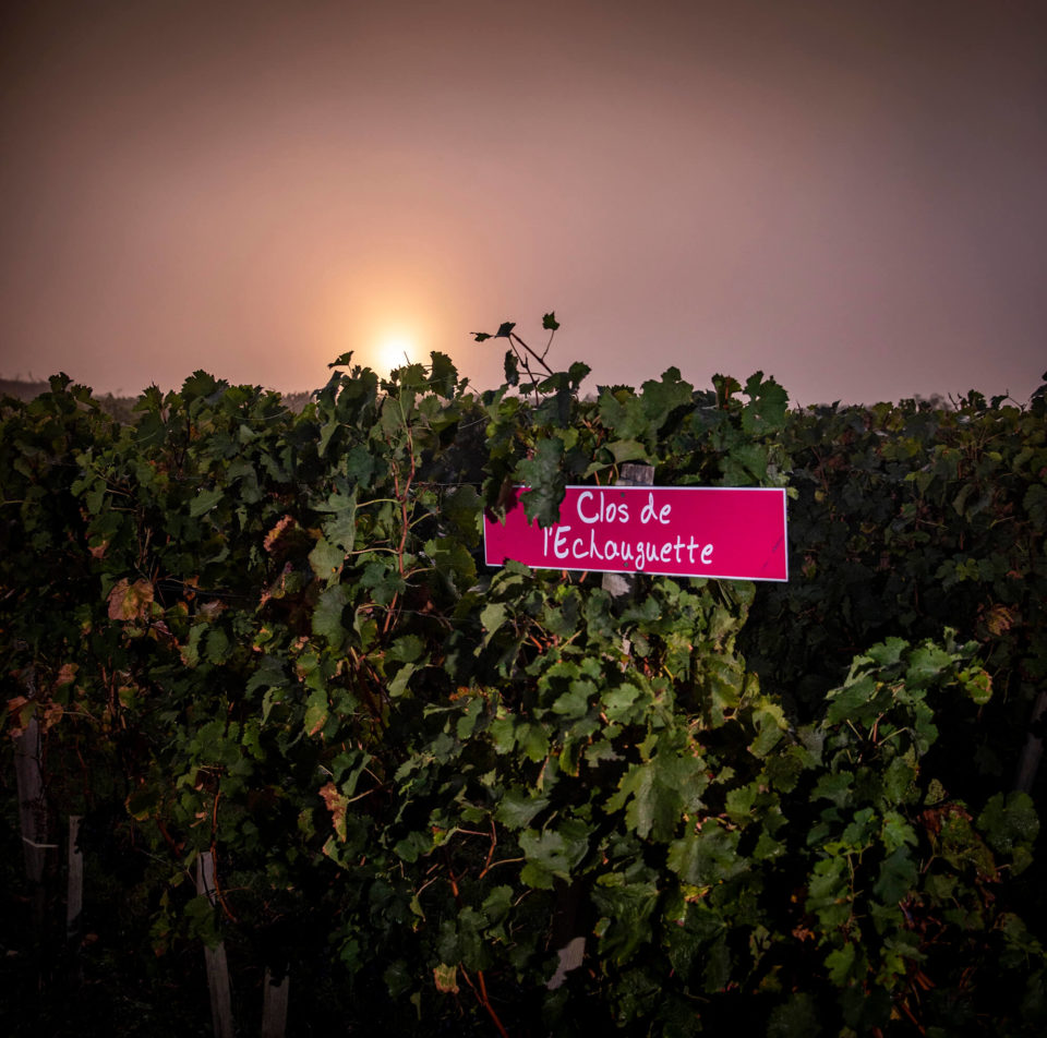 CLOS DE L ECHAUGUETTE VENDANGES 2020
