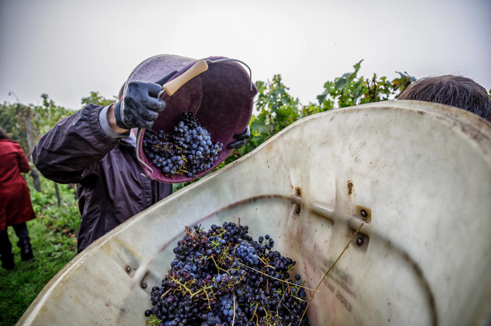 CLOS DE L ECHAUGUETTE VENDANGES 2020