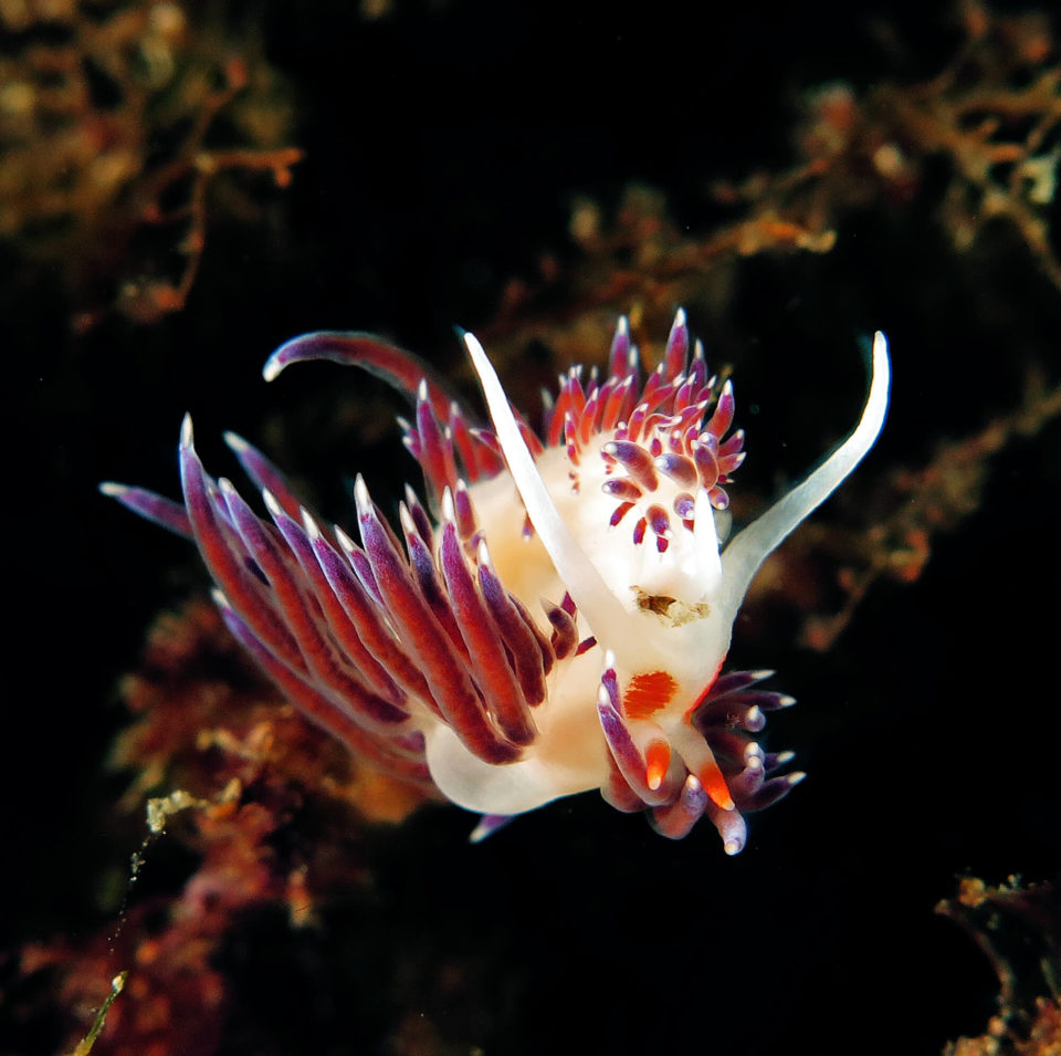 Hervia Cratena Peregrina