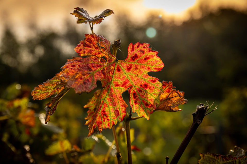 CHATEAU HAUT TERRIER