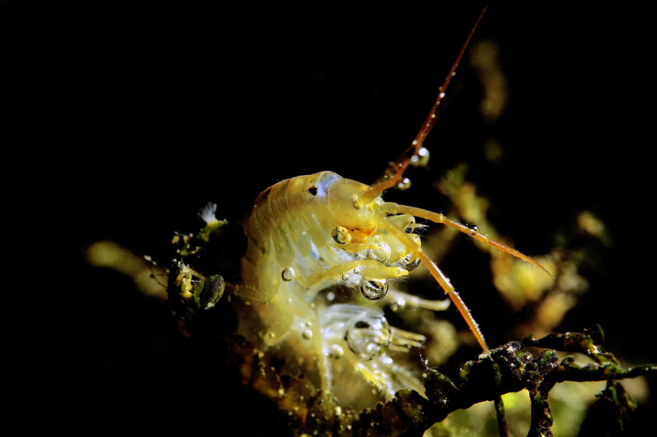 SOURCES DE LA TOUVRE GAMARE