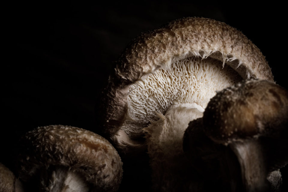 Pleurote Carrière St Laurent d'Arce