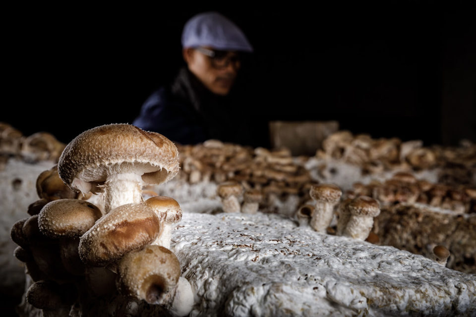 Shiitake Carrière St Laurent d'Arce